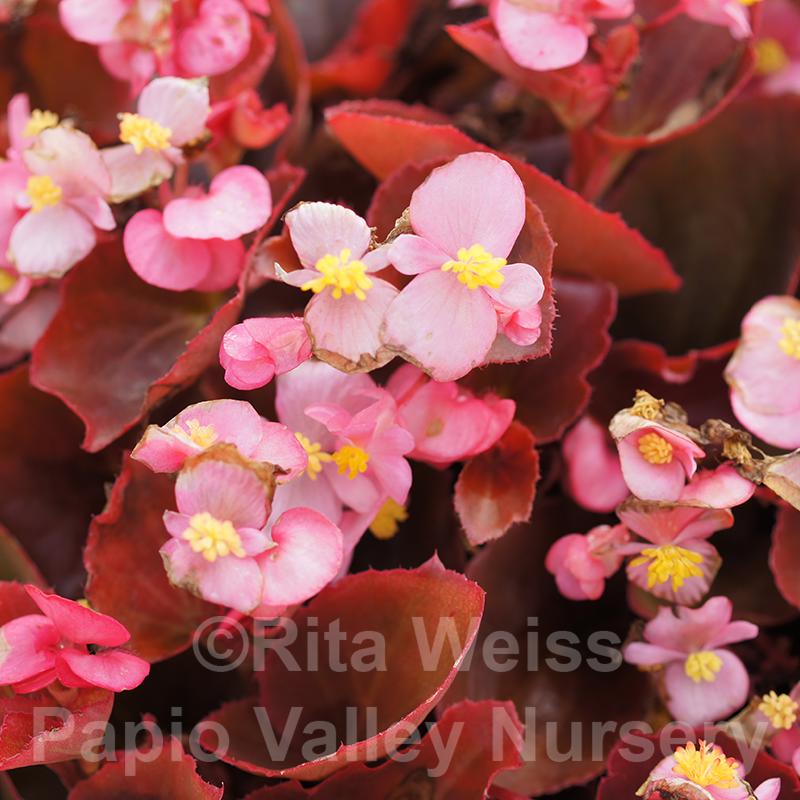 Bronze Leaf Pink Begonia (Begonia Bronze Leaf 'Pink' )