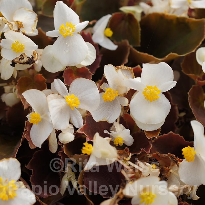 Bronze Leaf White Begonia (Begonia Bronze Leaf 'White')