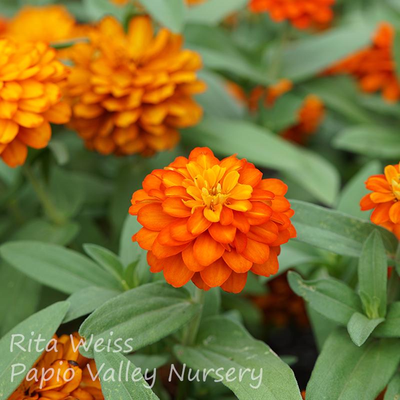 Profusion Double Fire Zinnia (Zinnia Profusion 'Double Fire')