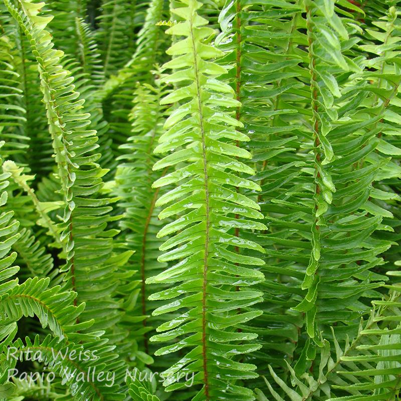 Kimberly Queen Fern (Nephrolepis obliterata)