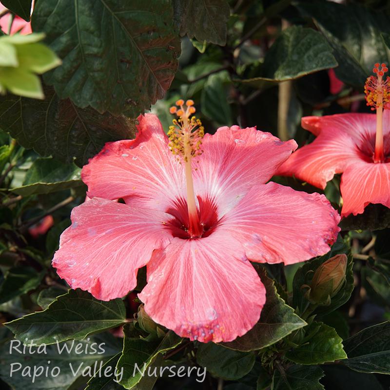Tropical Hibiscus Shrub (Hibiscus spp.)