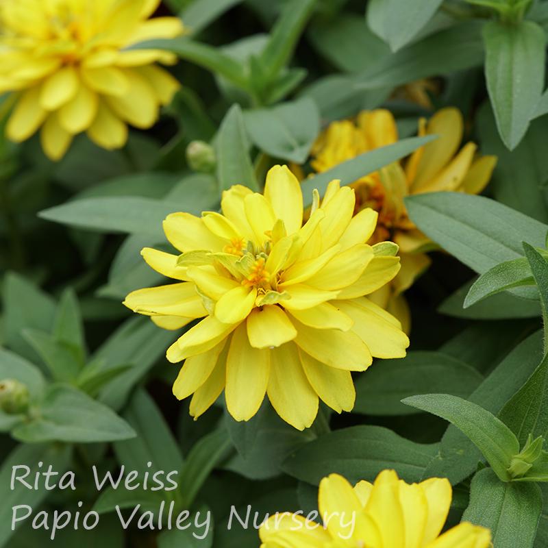 Profusion Double Yellow Zinnia (Zinnia Profusion 'Double Yellow')