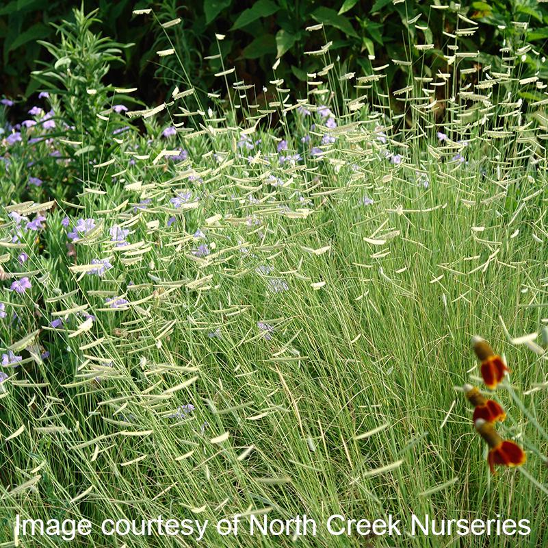'Blonde Ambition' Blue Grama Grass (Bouteloua gracillis 'Blonde Ambition')