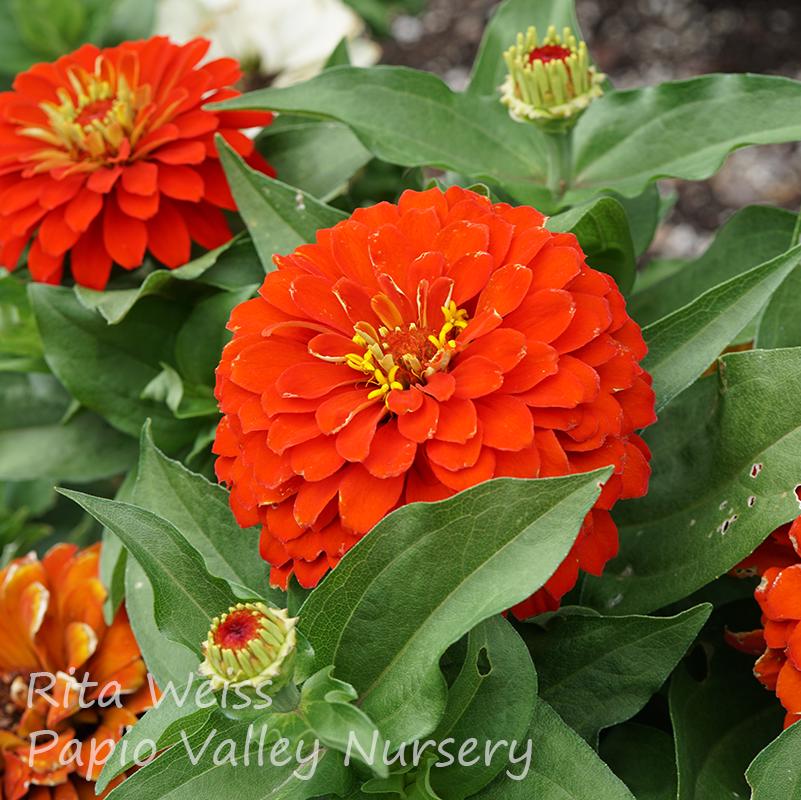 Zesty Scarlet Zinnia (Zinnia elegans Zesty™ Scarlet)