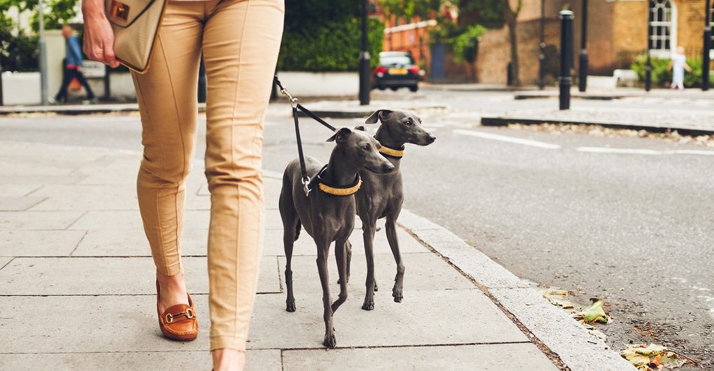 The 10 Best Dog Walking Services in San Francisco, CA 2019