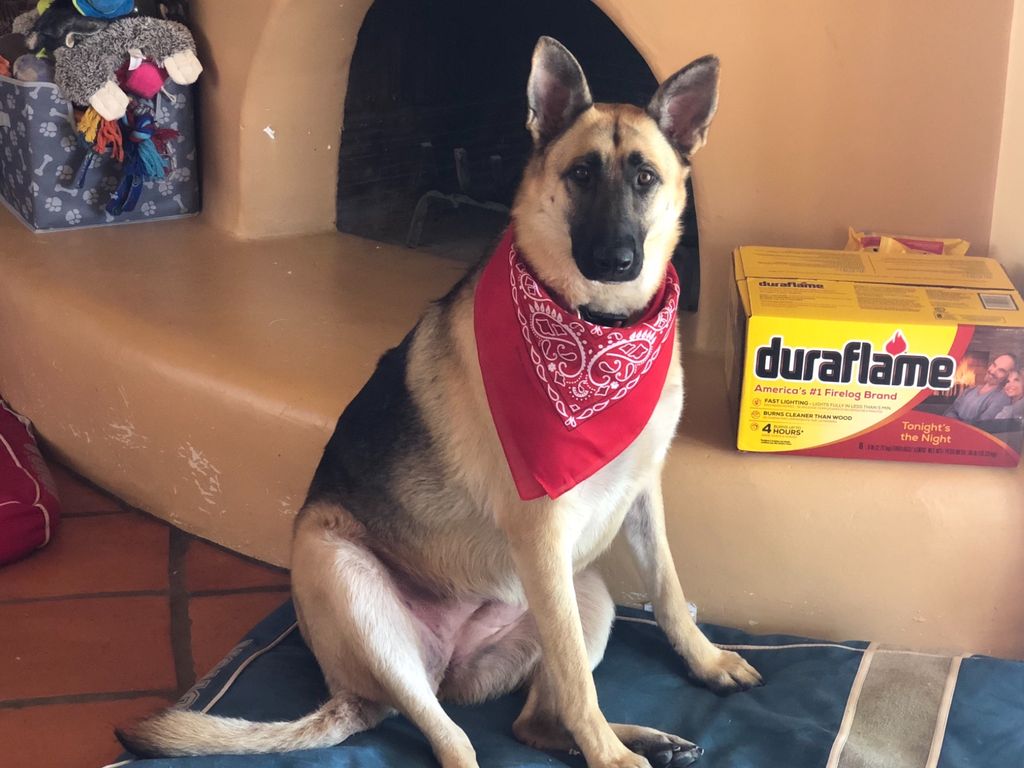 Lucky Dawg Mobile Grooming Gilbert, AZ