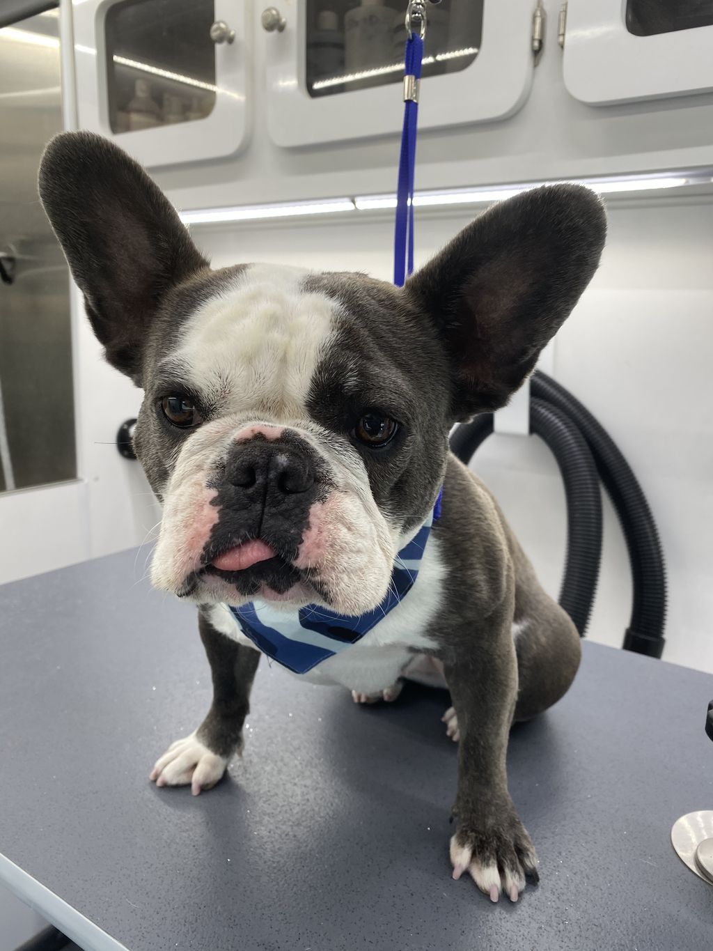 Lucky Dawg Mobile Grooming Gilbert, AZ