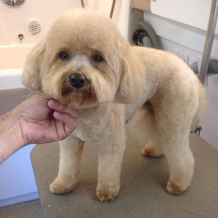 The 10 Best Mobile Dog Groomers in Rockwall, TX 2021