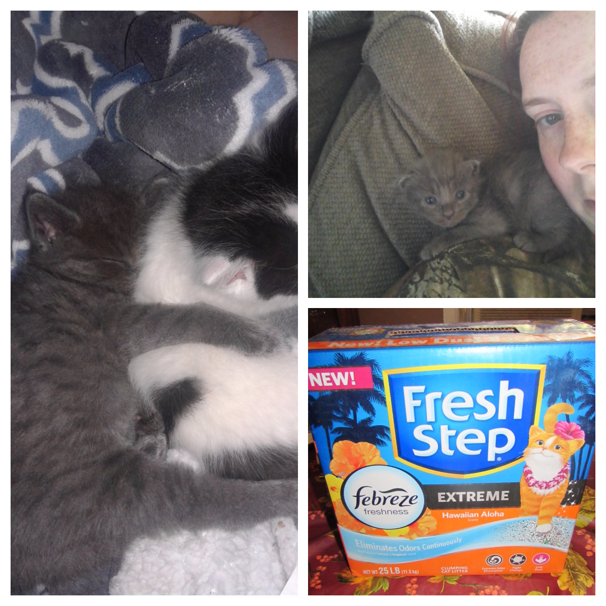 Fresh Step Aloha Litter ChewyInfluencer Product Review Cafe