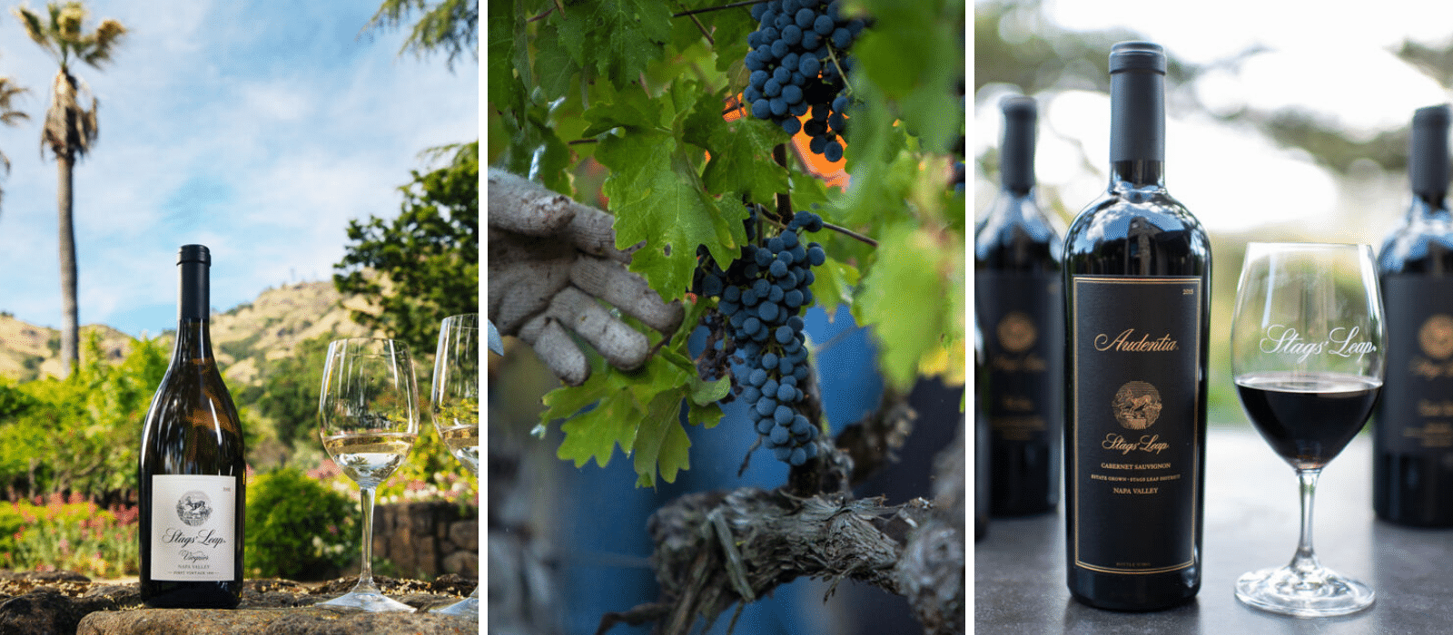 Stags' Leap Winery The Complete Review Product Review Hero