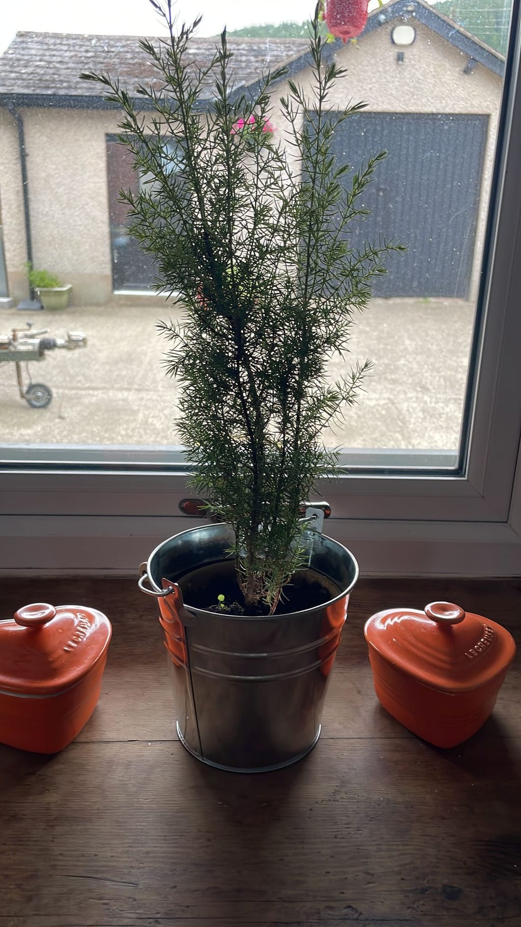 Junipers trees Grow your own Gin, plant gifts for Gin lovers