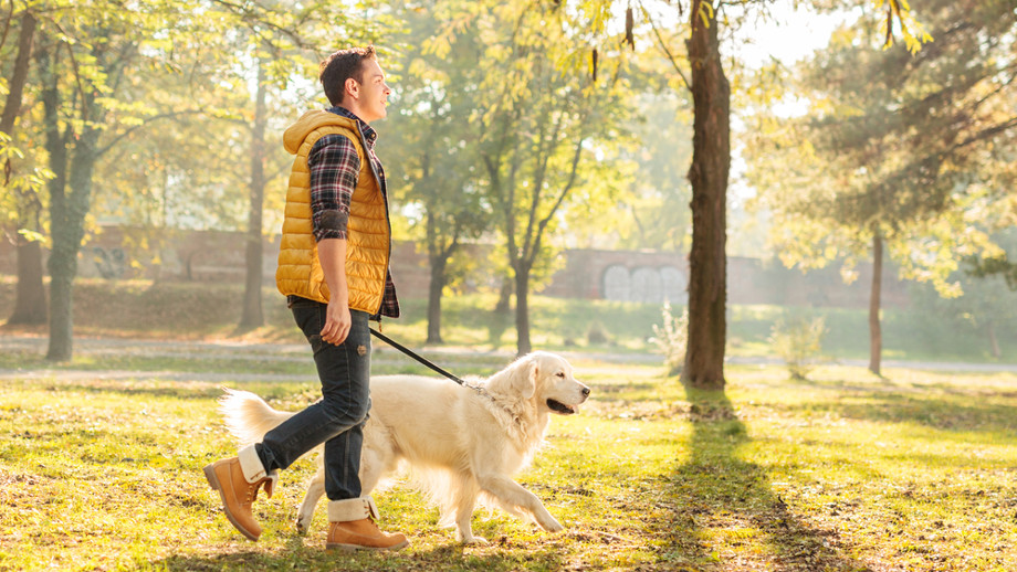 Jesienne spacery z psem o czym należy pamiętać? Allegro.pl