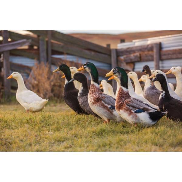 Cackle Hatchery Assorted Rare Ducks Straight Run (Male and Female) 1214 Blain's Farm & Fleet