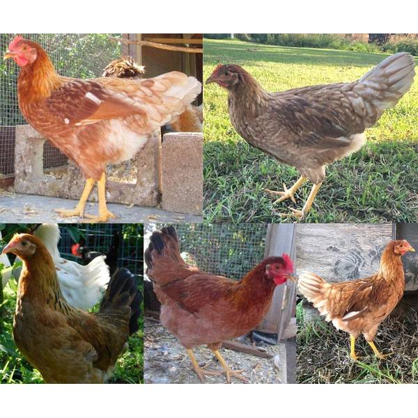 Hatchery Starlight Green Egger Chicken, Pullet (Female) SGEC Blain's Farm & Fleet