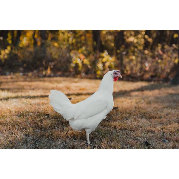 Cackle Hatchery White Leghorn Chicken, Pullet (Female) 130F Blain's