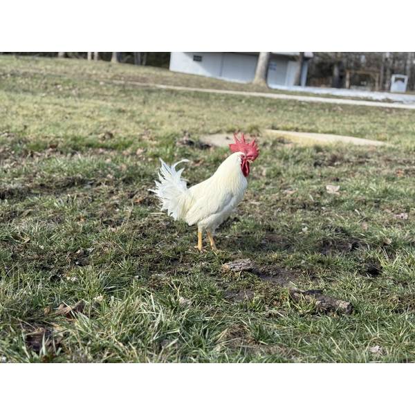 Cackle Hatchery White Leghorn Chicken 130M Blain's Farm & Fleet