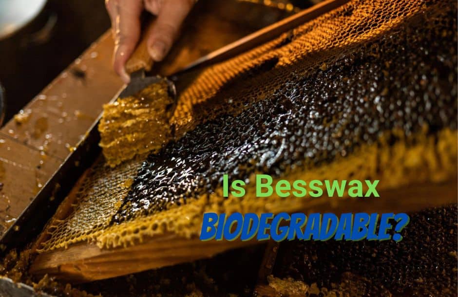 Is Beeswax Biodegradable?