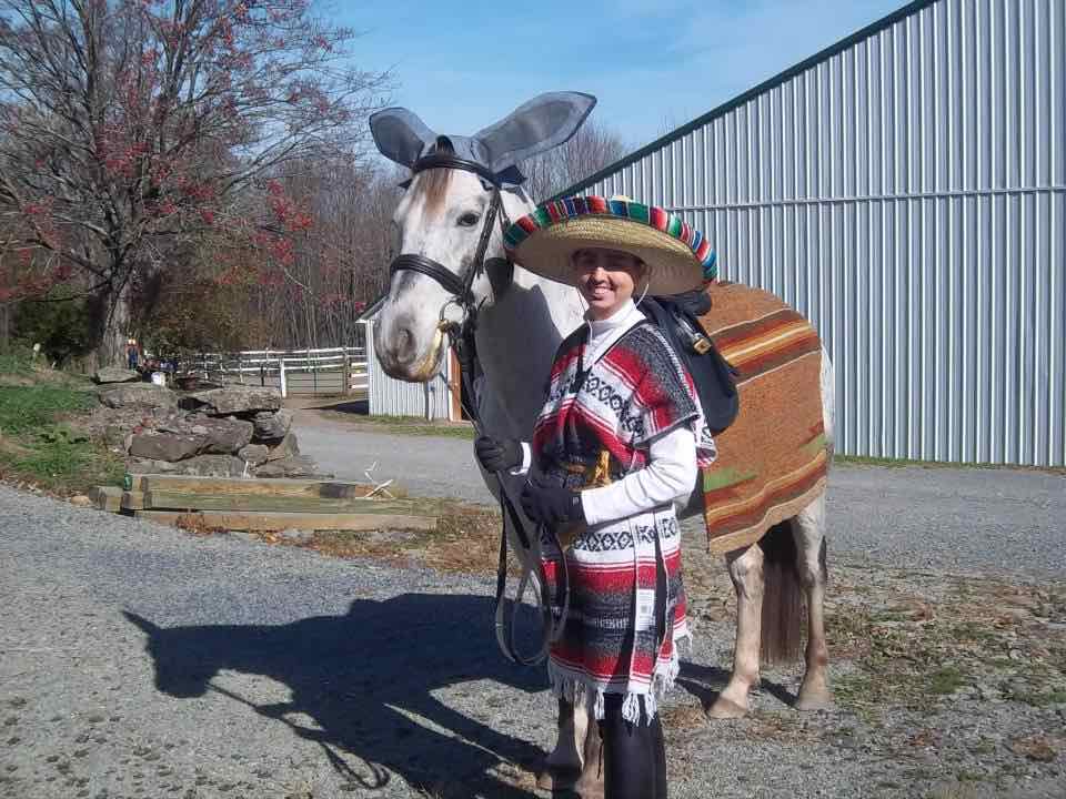 How to Dress up Your Horse For Halloween Pro Equine Grooms