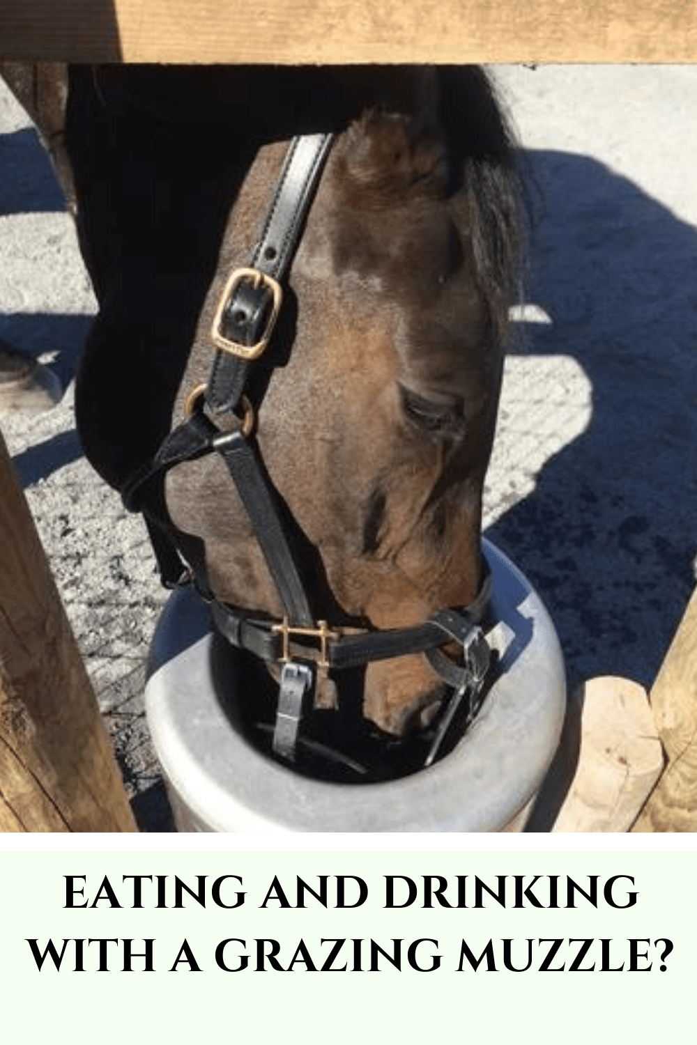Can Horses Drink With a Grazing Muzzle? What About Eating Hay?