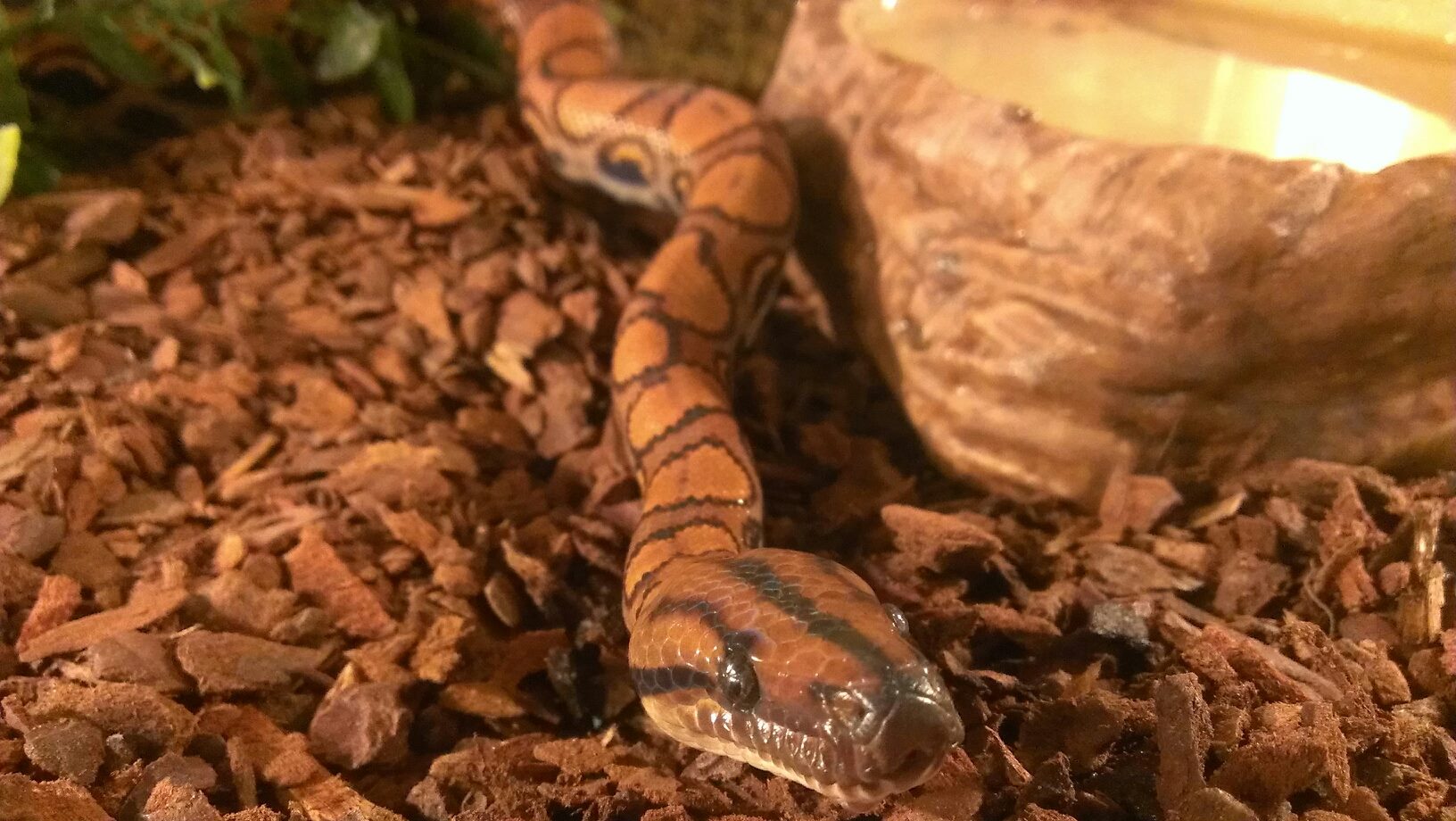 Proexotics Ltd. Exotic pets and supplies in Scotland.