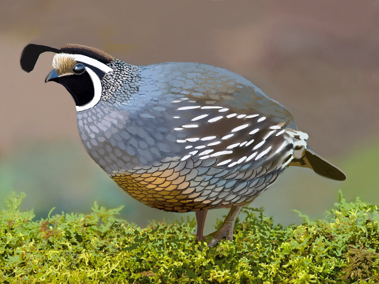 A California Quail a Paper 53 Digital Painting by Professor Al Fichera