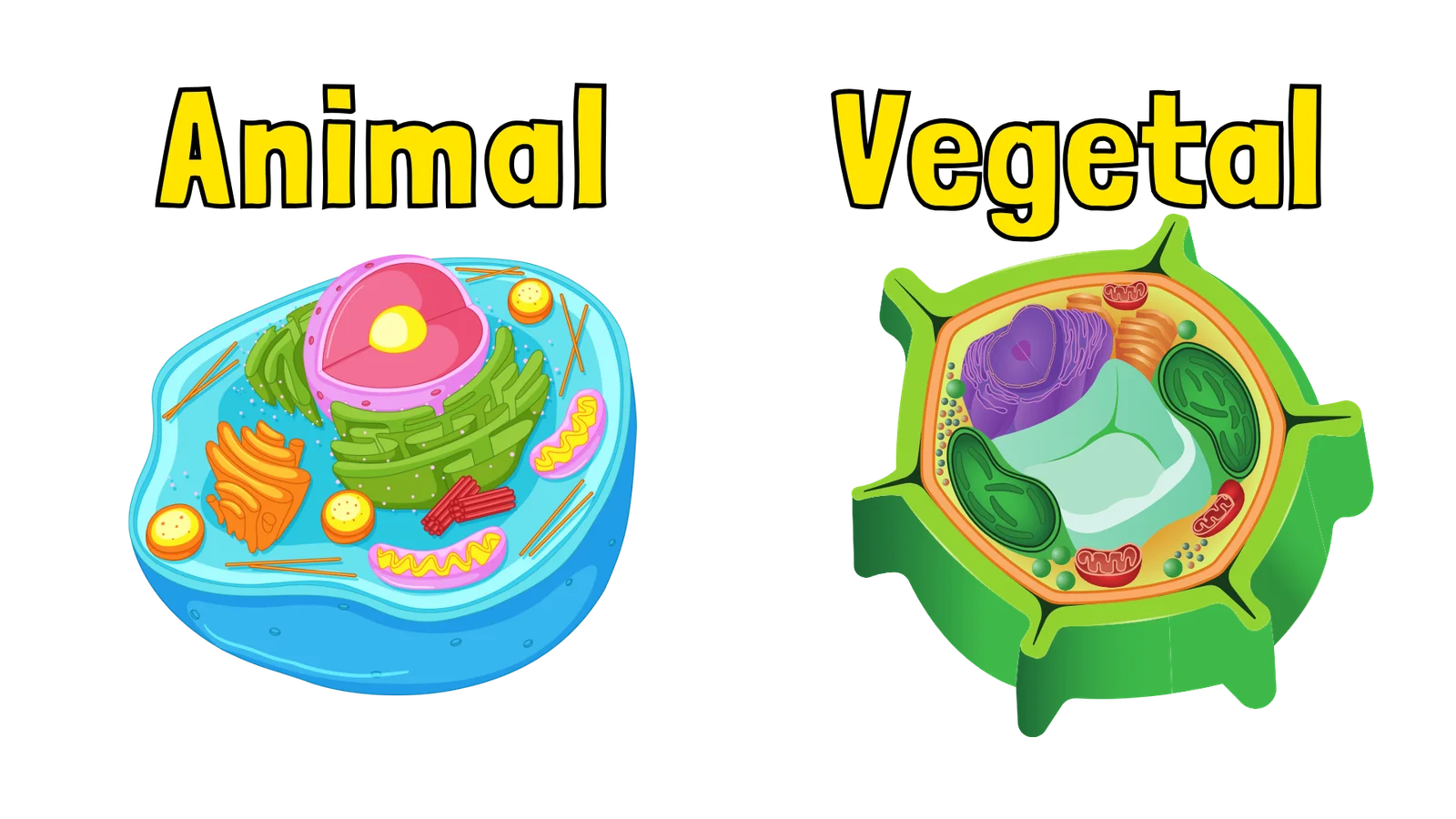 Partes de la célula animal y vegetal - La profe Mónica