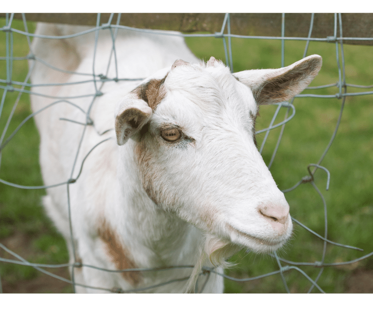 Electric Goat Fences to Protect Your Garden! ProFence LLC Goat Fences
