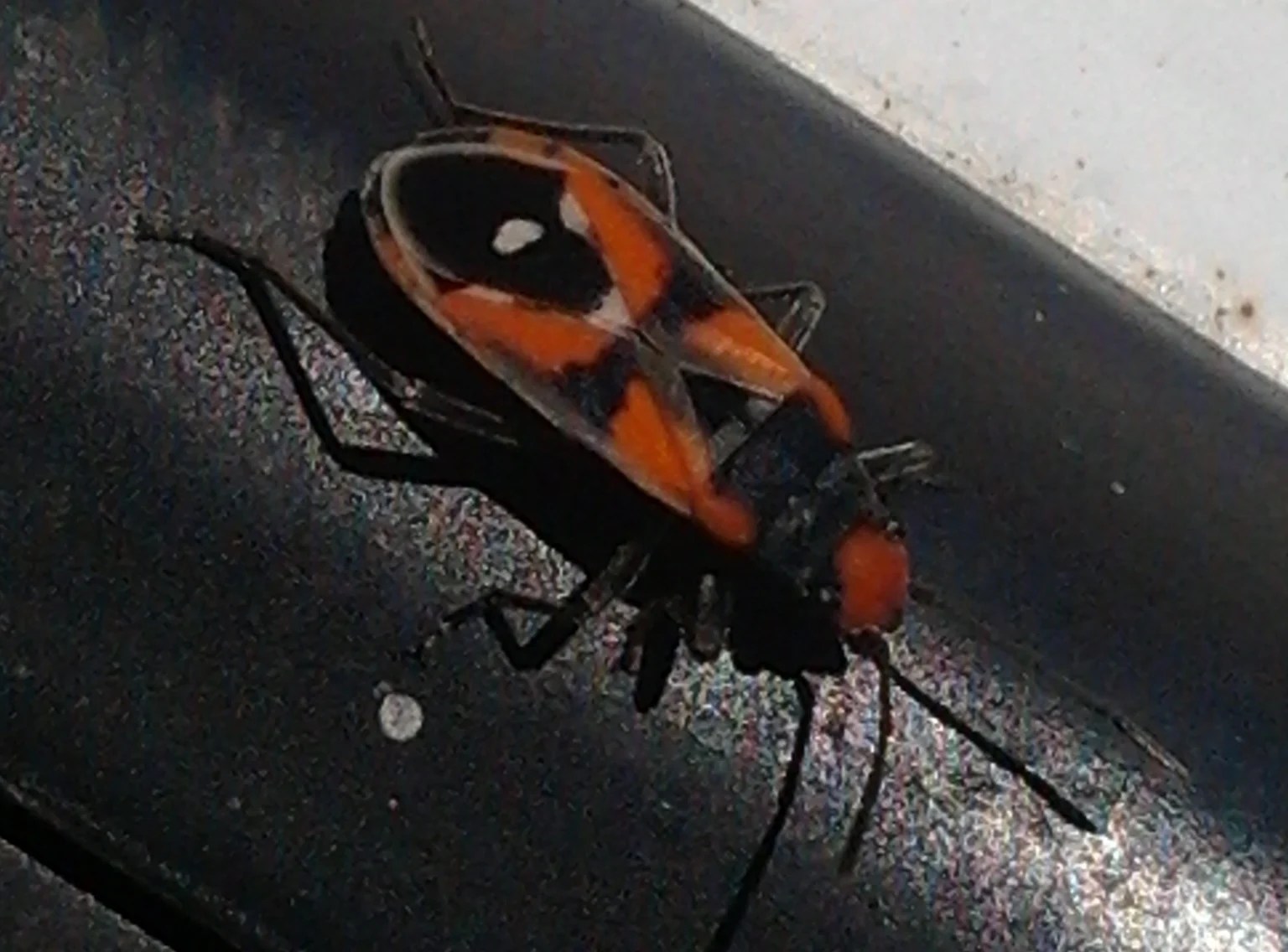 Black Seed Looking Bugs carvedmen