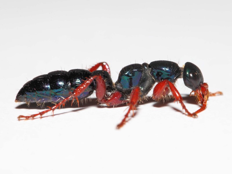 Australian Blue Bottle Ant Tasmania Best Pictures and Decription