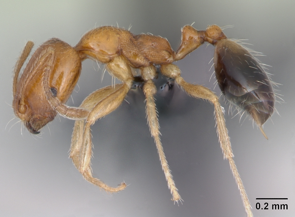 Singapore ant (Trichomyrmex destructor) in Australia Professional Pest Manager