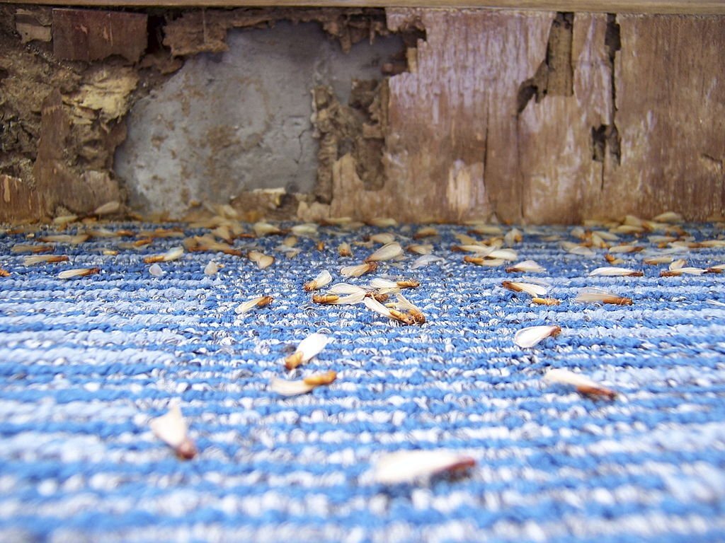 How to tell the difference between termite damage and wood rot