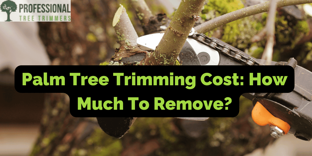 Palm Tree Trimming Cost How Much To Remove? Professional Tree Trimmers