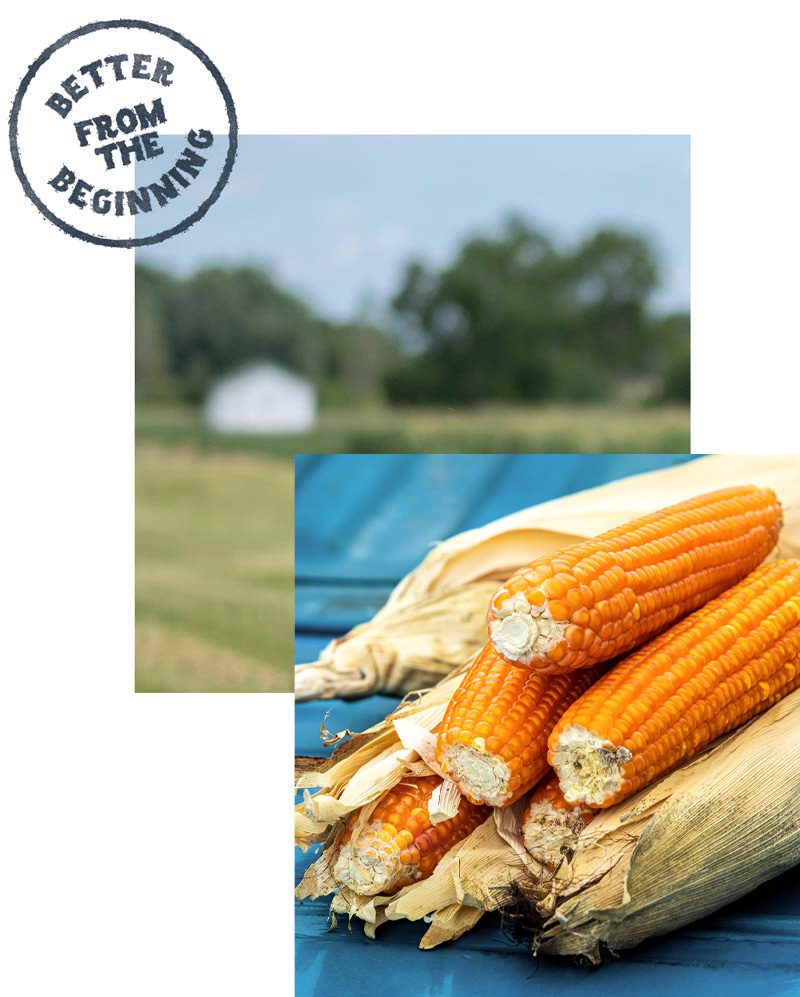 Orange Corn Professor Torbert's Orange Corn