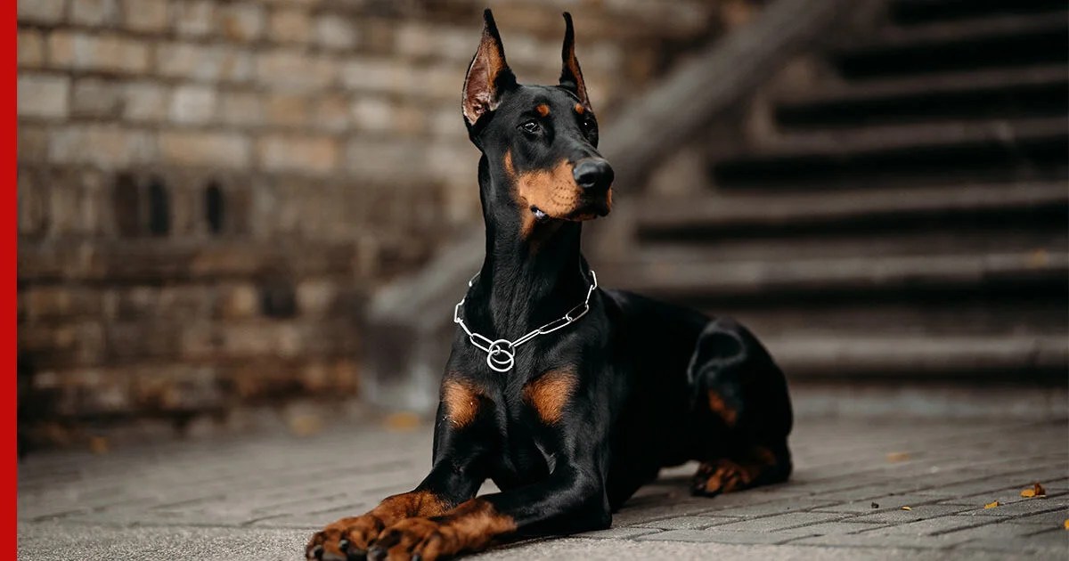 Доберман в доме советы по дрессировке, уходу и питанию