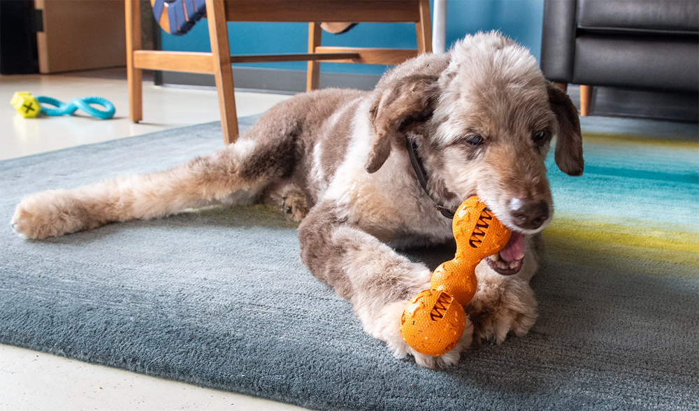 9 Insights and Predictions that will Shape the Future of Pet Industry