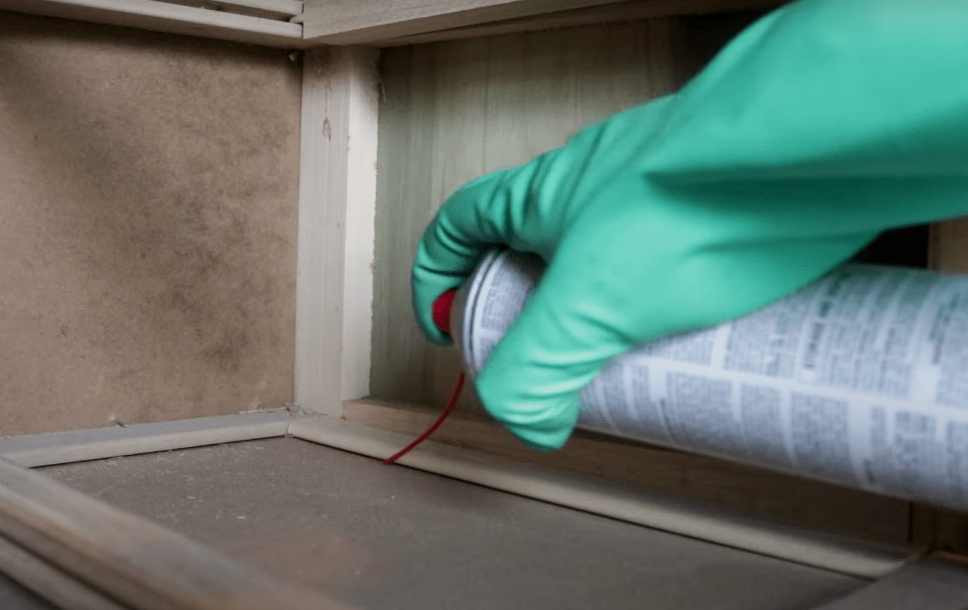 Does Paint Kill Bed Bugs? ProfyPainter