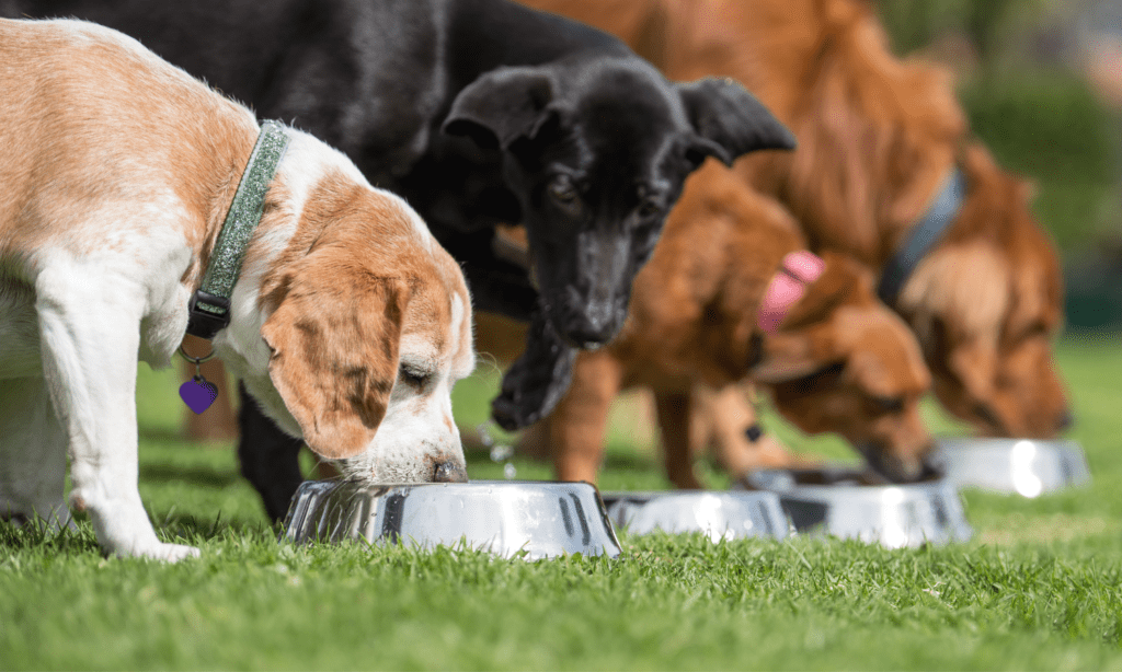 Boosting Your Dog's Appetite Pet Food Palatant