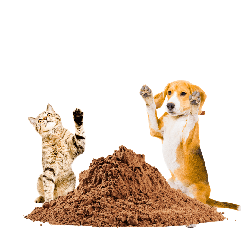 Crafting a Palatable Diet for Dogs Pet Food Palatant