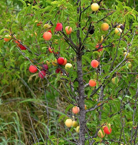 23 Top Types of Plum Trees ProGardenTips