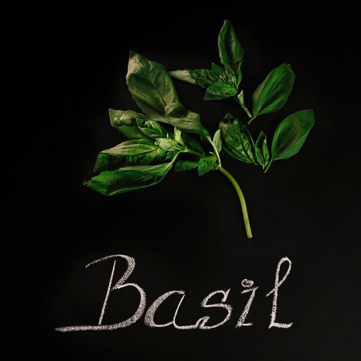 Understanding and Remedying Basil Stems Turning Brown A Comprehensive