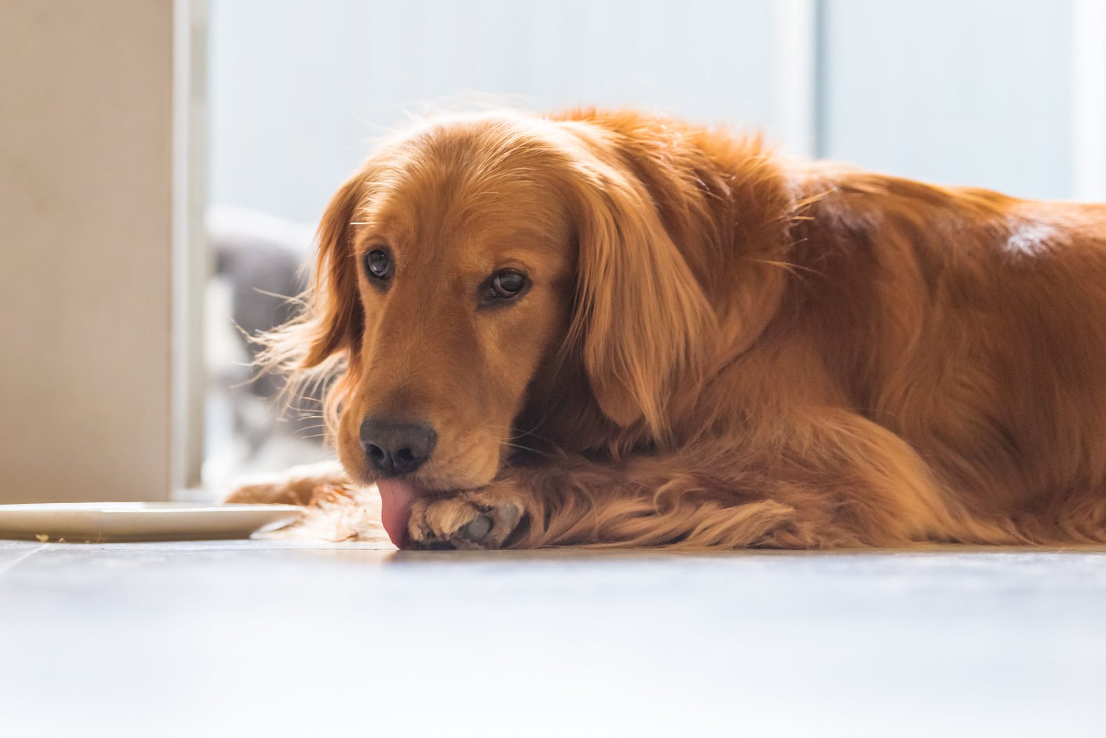 Why Do Dogs Lick Their Paws? Programming Insider