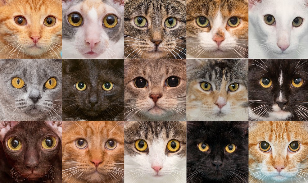 Understanding Your Cat's Body Language What They're Trying to Tell You