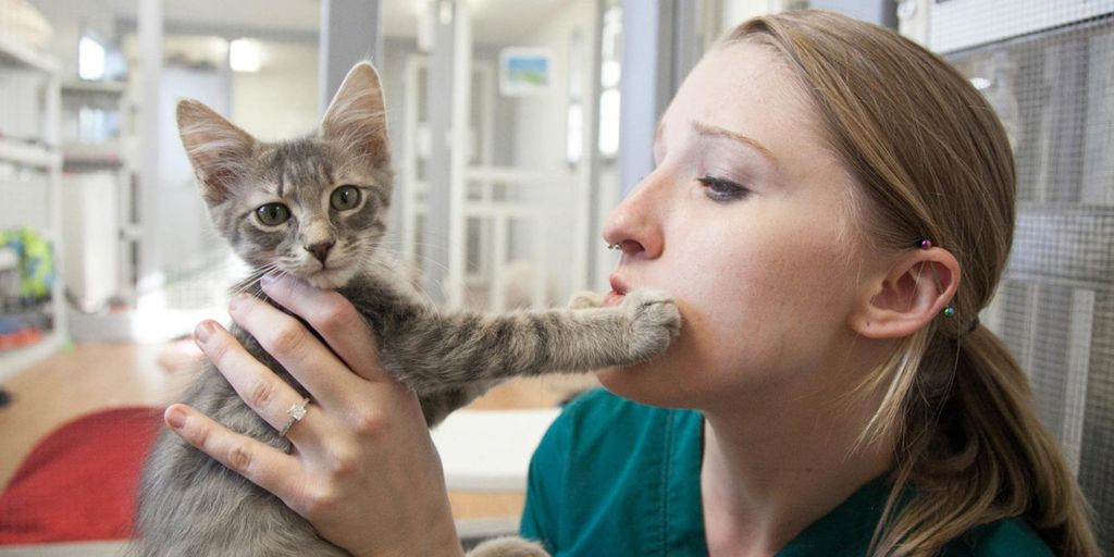 Veterinary Technology Academic And Career Programs Austin Community