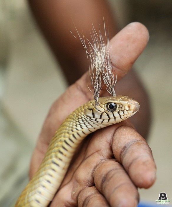 Debunking myths – Snakes and Shravan > Wildlife Conservation Society