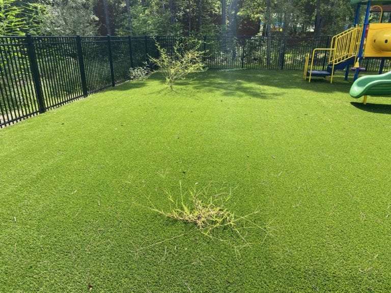 Weeds Growing in Artificial Grass What Gives? ProGreen