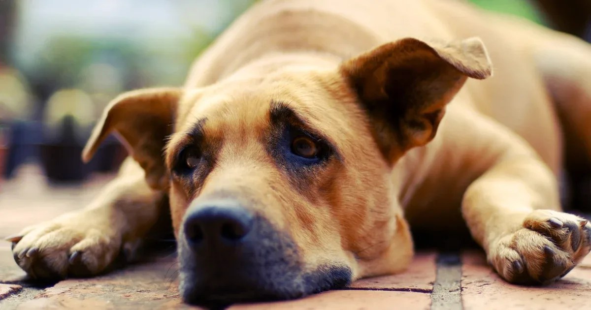 Pet owners problems Progressive Canines News Pet Owner Problems