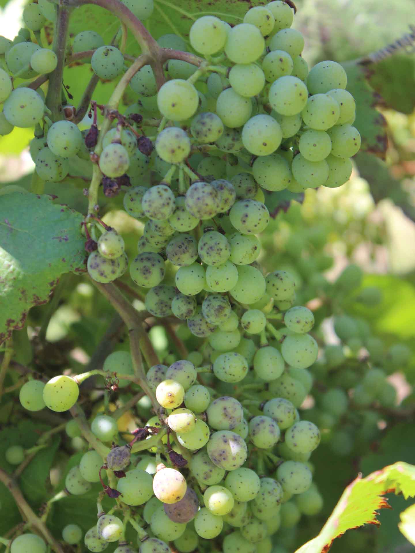 Grape Trunk Diseases and Management Progressive Crop Consultant