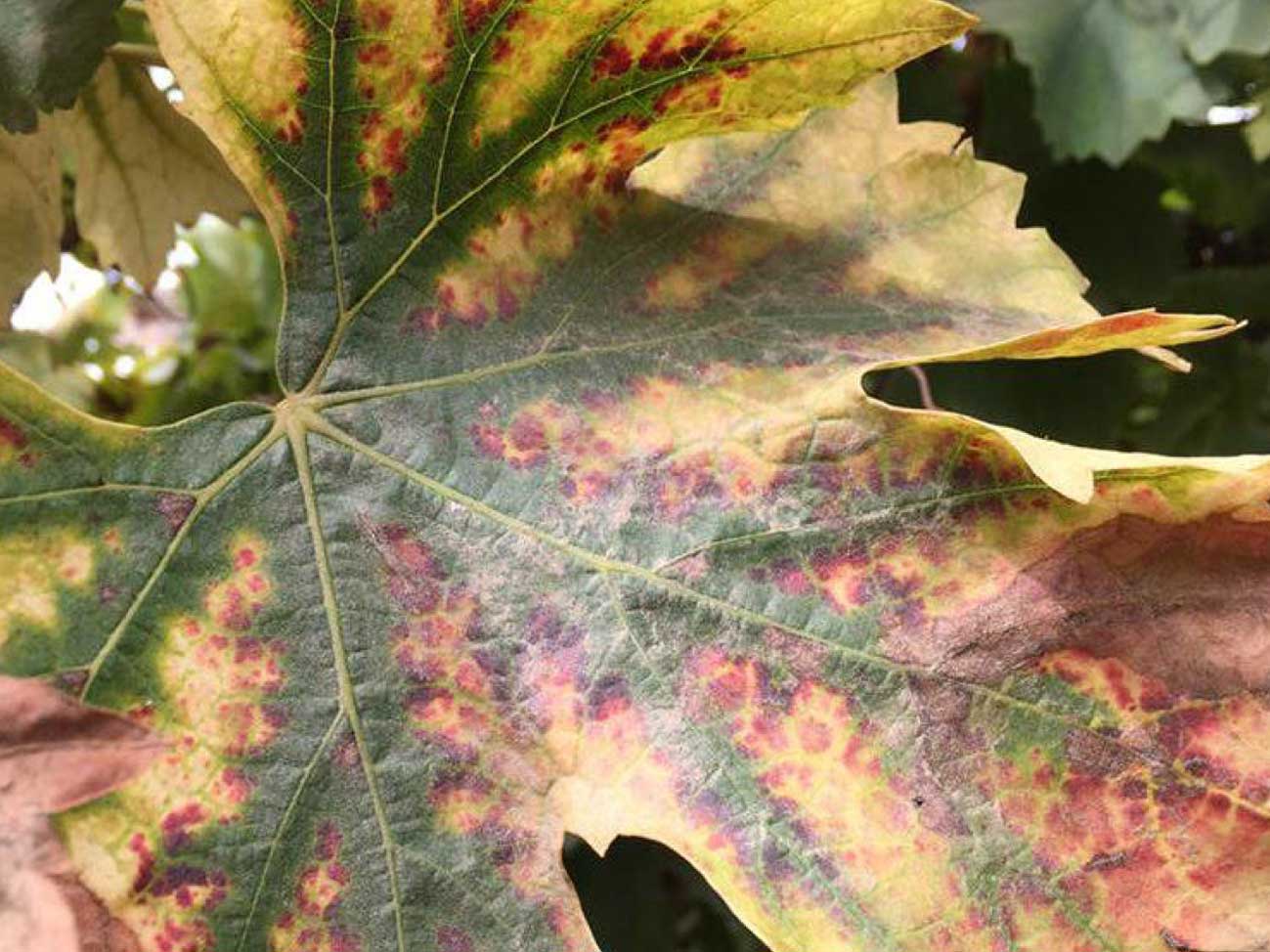 Magnesium Deficiency in Grapes Progressive Crop Consultant