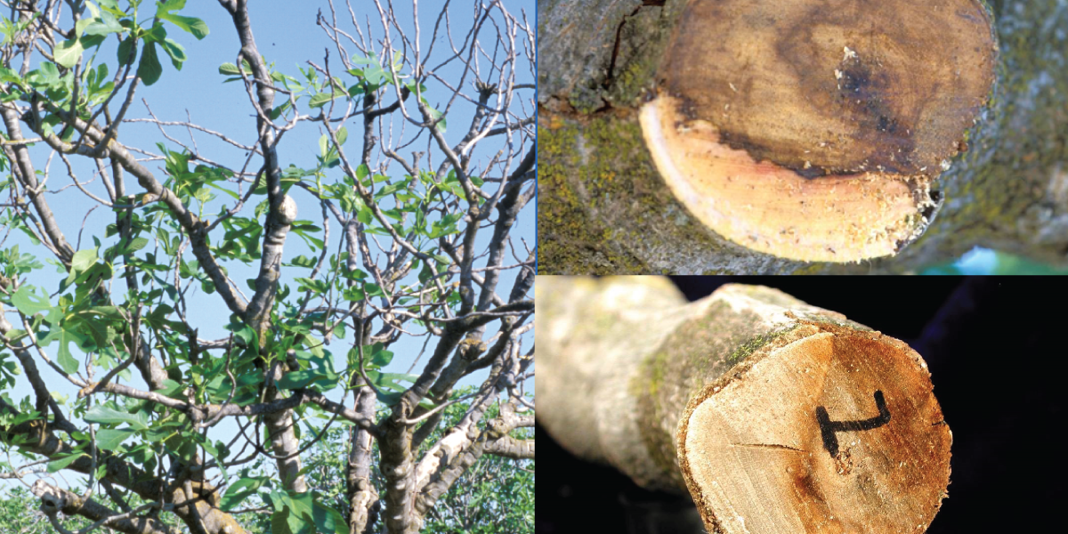 New Findings on Limb Dieback of Figs in California Progressive Crop