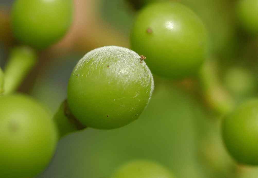 The Potential of Ultraviolet Light to Suppress Grapevine Powdery Mildew